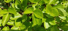 Ligusticum scothicum hultenii