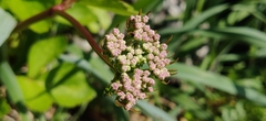 Ligusticum scothicum hultenii