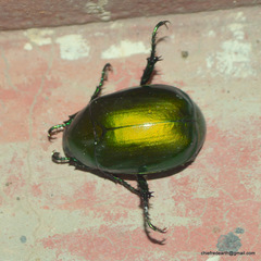 Anomala dimidiata barbata