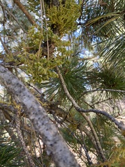 Arceuthobium americanum