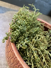 Arceuthobium americanum