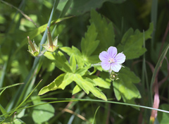 Geranium thunbergii