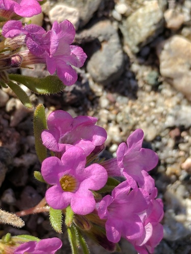 Nama demissa var. demissa