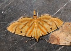 Notarcha tigrina