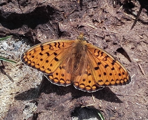 Niobe fritillary