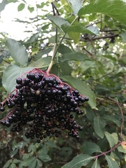 Sambucus nigra