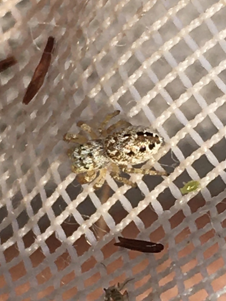 Pelegrina insignis
