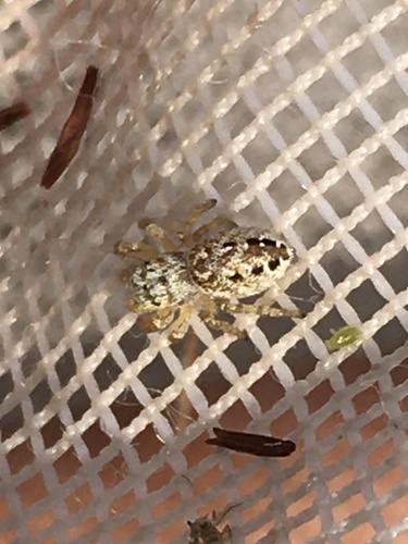 Pelegrina insignis