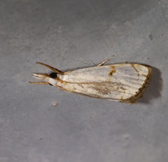 Pseudargyria interruptella