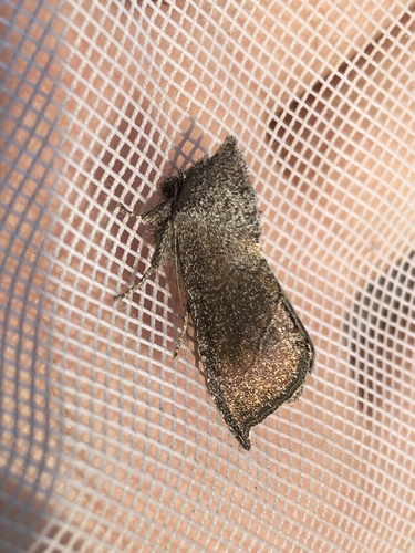 Giant sunflower borer moth photo 2