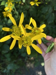 Rudbeckia laciniata