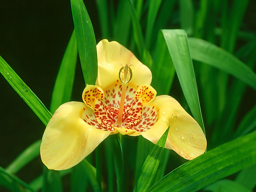 Tiger flower