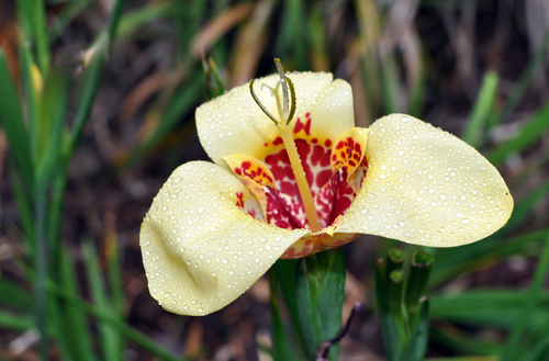 Tiger flower
