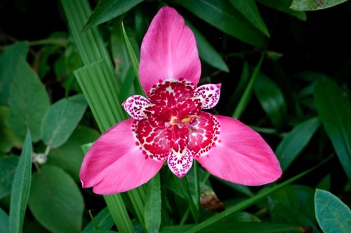 Tiger flower
