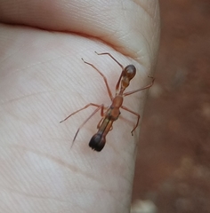 Myrmaplata plataleoides