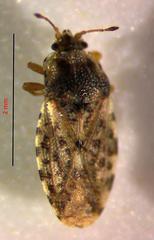 Parapiesma cinereum