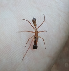 Myrmaplata plataleoides