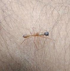 Myrmaplata plataleoides