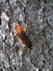 Urocerus