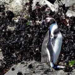 Spheniscus humboldti