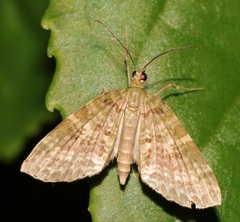 Sauris purpurotincta
