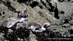 Spheniscus humboldti