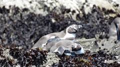 Spheniscus humboldti