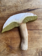 Boletus nobilis