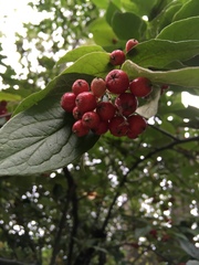 Magnoliopsida