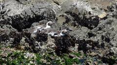 Spheniscus humboldti