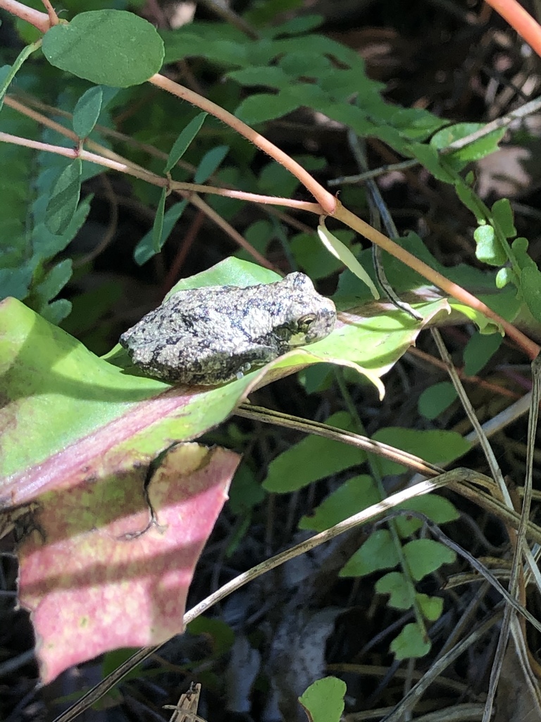 Gray Treefrog Species Complex from Woodlawn St, Edgewater, MD, US on ...