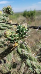 Cylindropuntia imbricata