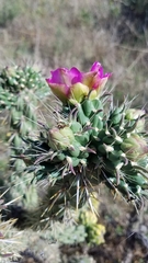 Cylindropuntia imbricata