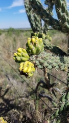 Cylindropuntia imbricata
