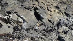 Spheniscus humboldti