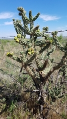 Cylindropuntia imbricata