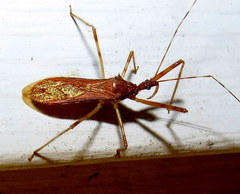 Rocconota annulicornis