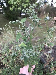 Chenopodium album
