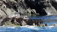 Spheniscus humboldti