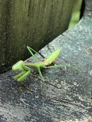 Mantidae
