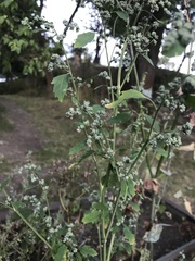 Chenopodium album