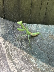 Mantidae