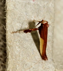 Caloptilia recitata
