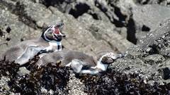 Spheniscus humboldti