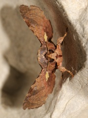 Dysodia miniata