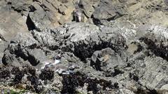 Spheniscus humboldti