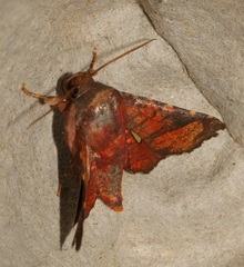 Dysodia miniata