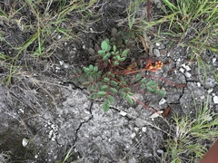 Hoffmannseggia oxycarpa arida