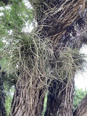Tillandsia baileyi
