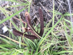 Hoffmannseggia oxycarpa arida